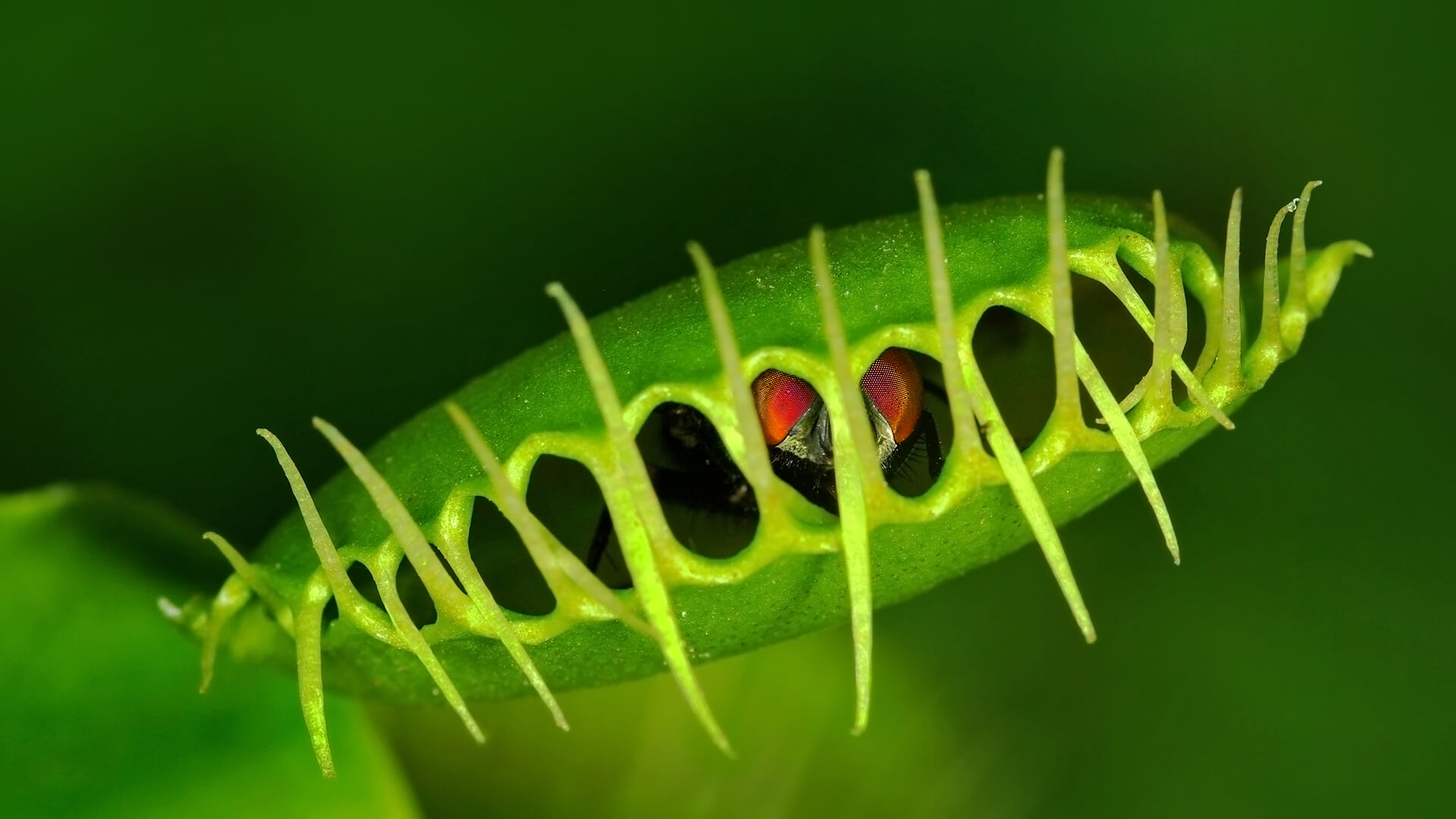 Close-up of a fly trapped within a venus flytrap