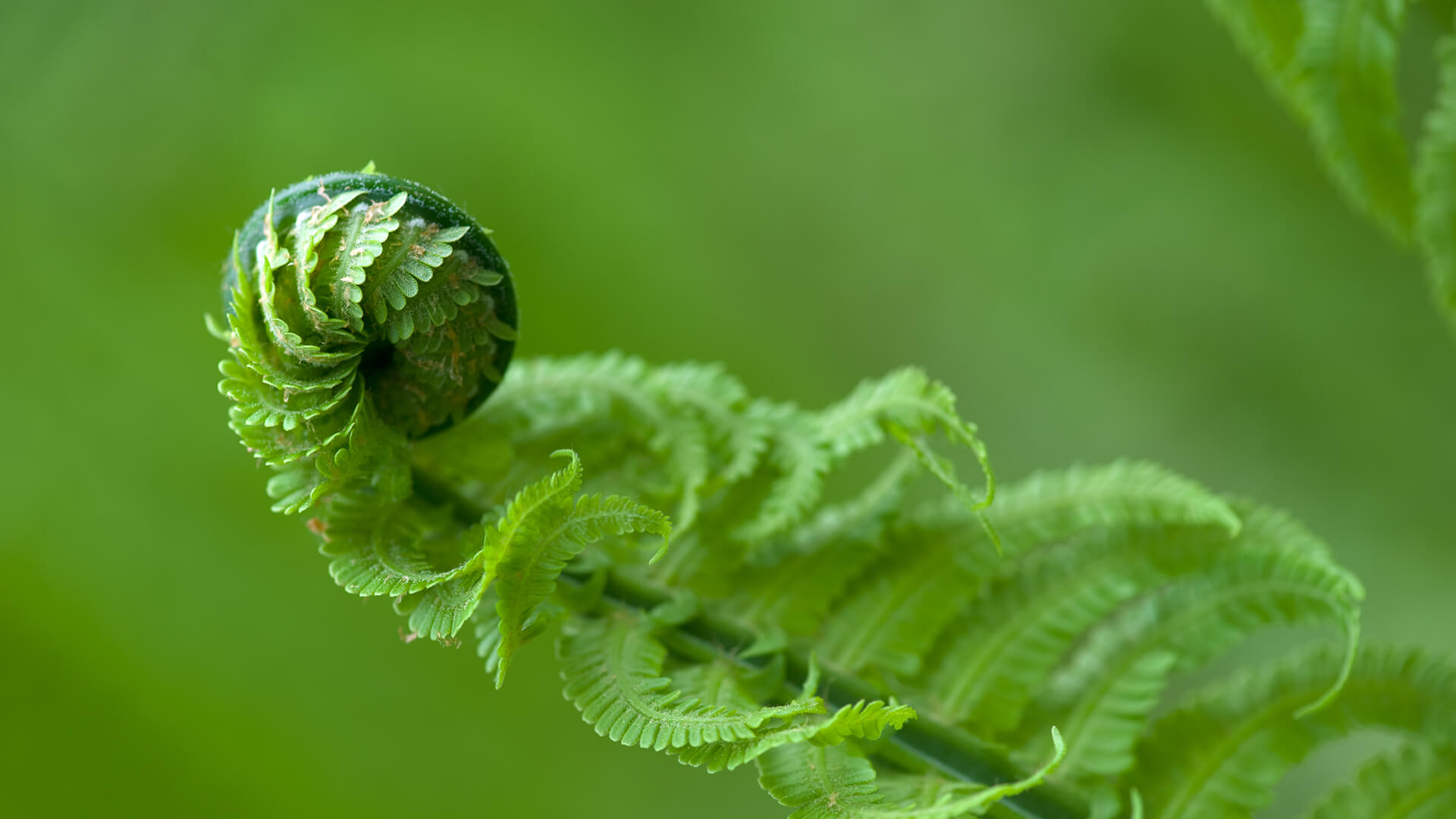 Fiddlehead fern uncoiling