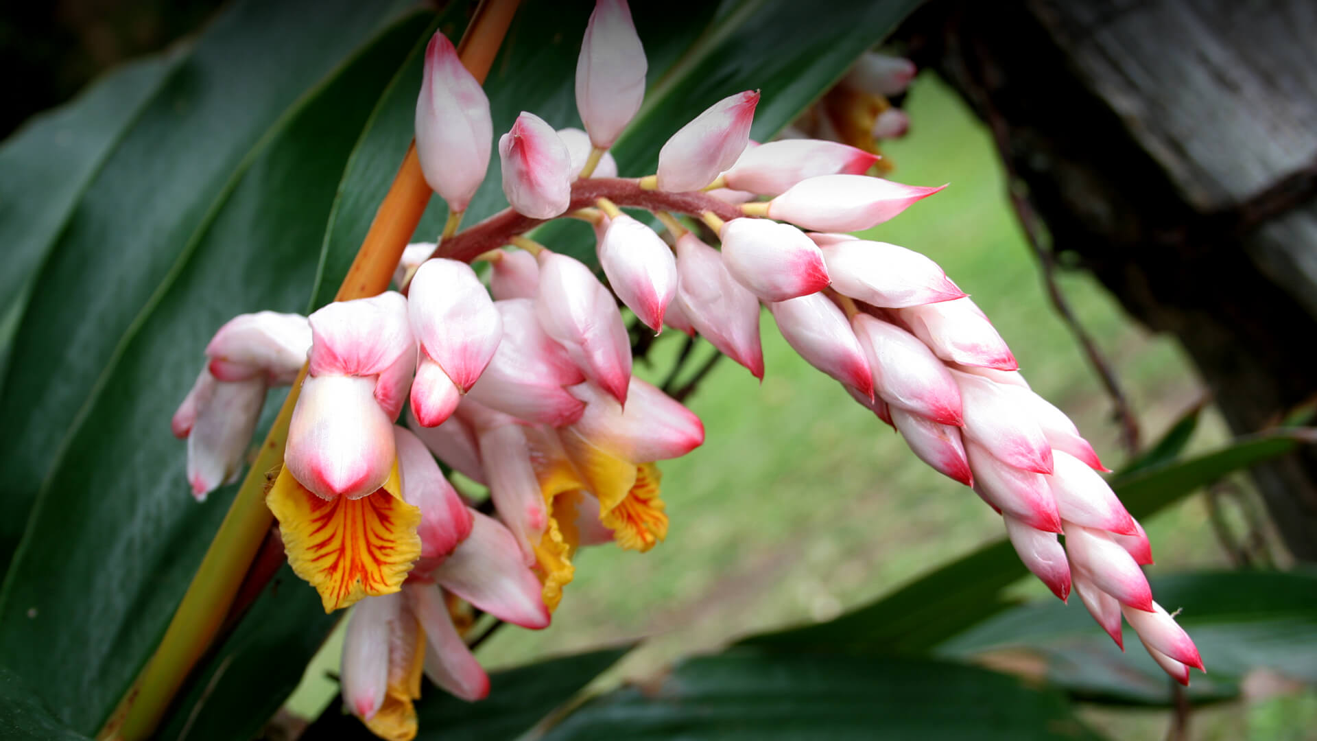 the pink and white flowers of a shell ginger