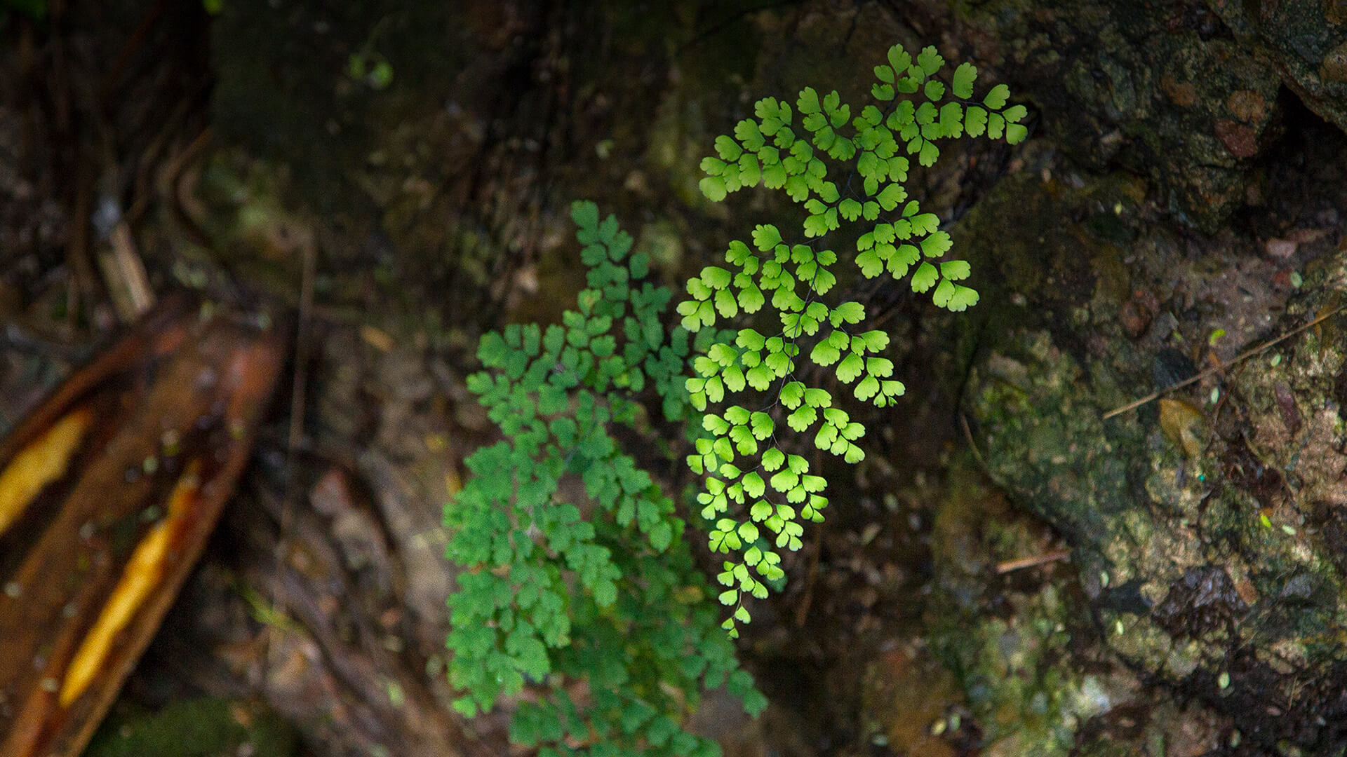 Maidenhair fern growing from a wet, rocky cliffside.