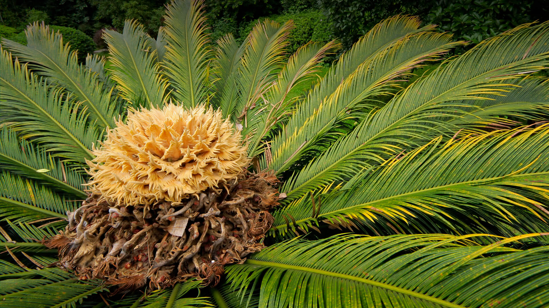 Close-up on the center of a cycad