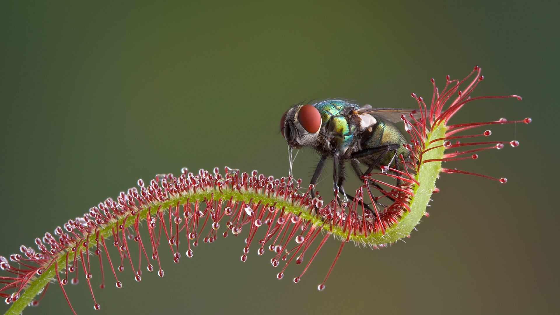 A common fly trapped by a sundew