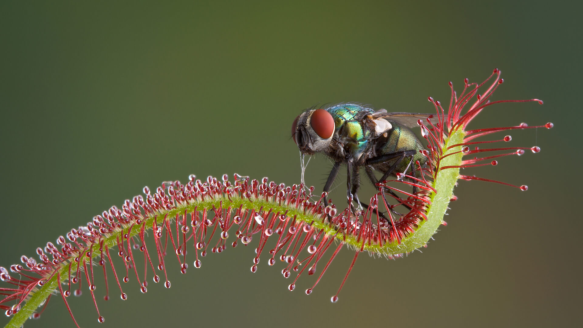 Sundew | San Zoo Animals Plants