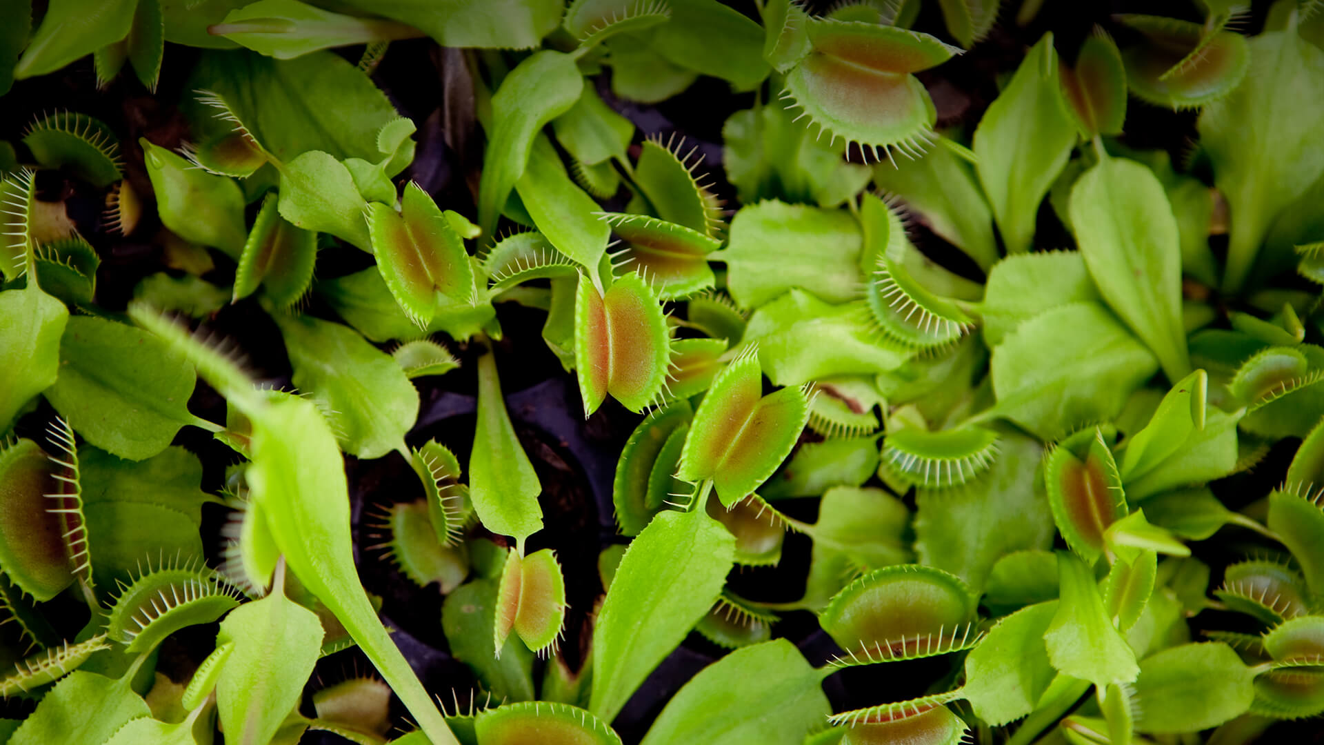 A large covering of venus flytraps