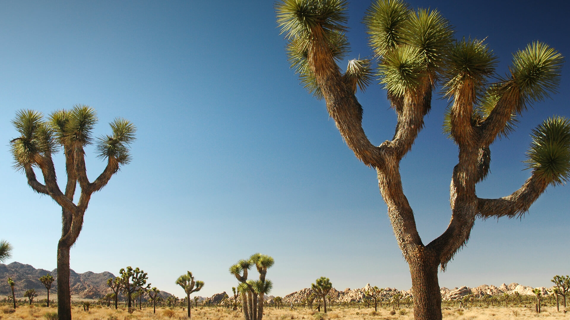 Joshua trees in the Nevada desert.