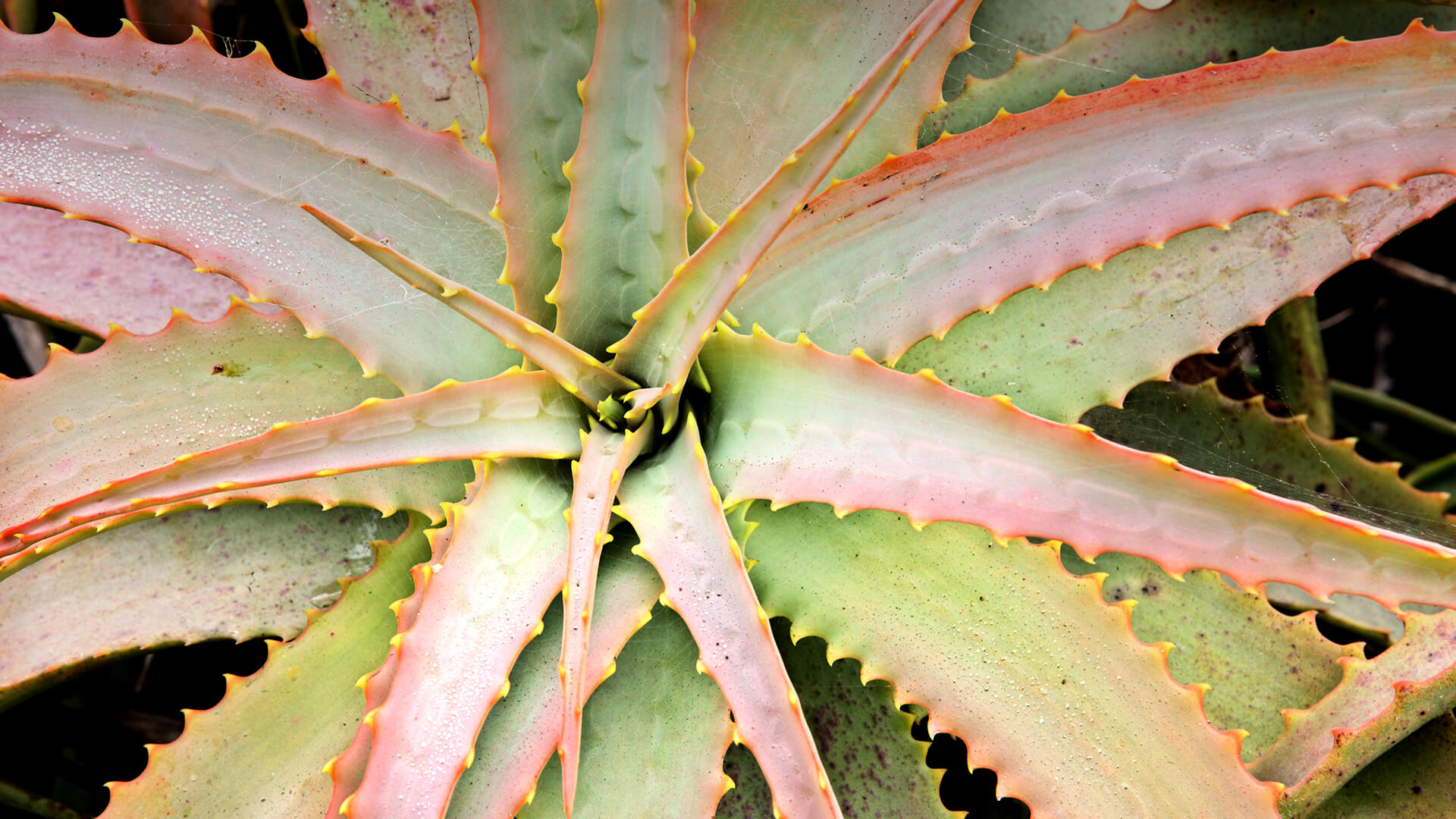 Wild Aloe ferox