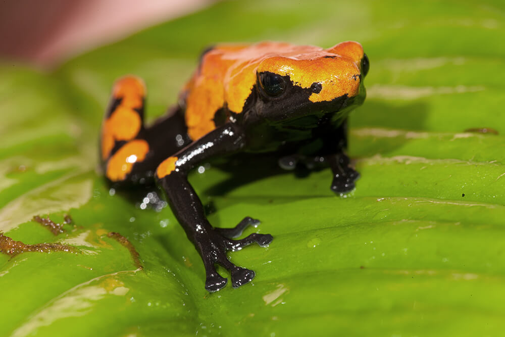 poison dart frogs for beetles