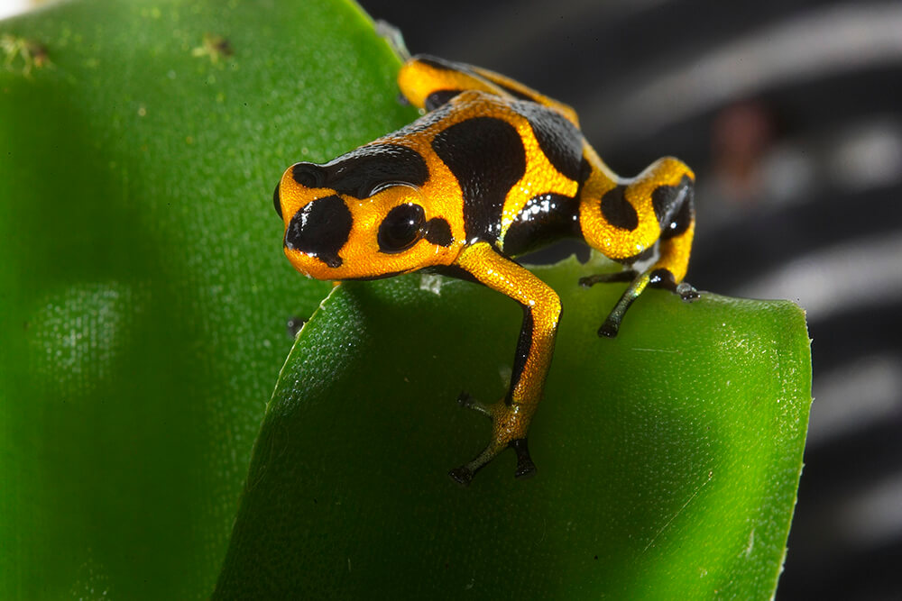 Poison Dart Frog, Species