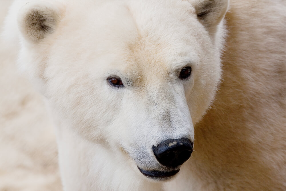 Polar Bear  San Diego Zoo Animals & Plants