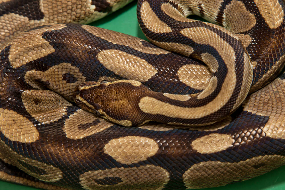 Ball Python Habitat In The Wild