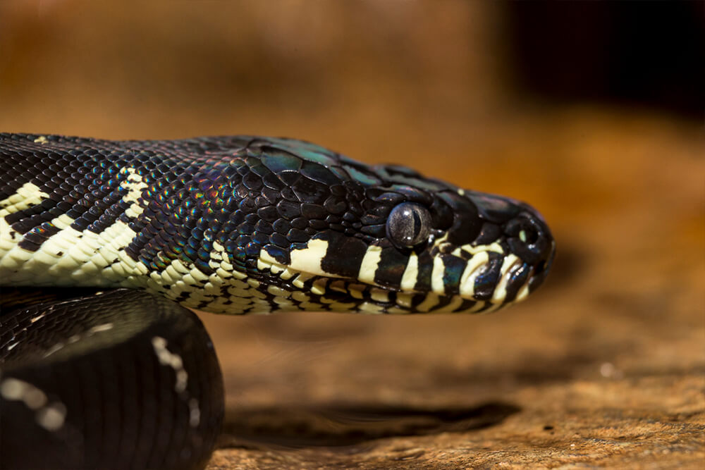 Python San Diego Zoo Animals Plants