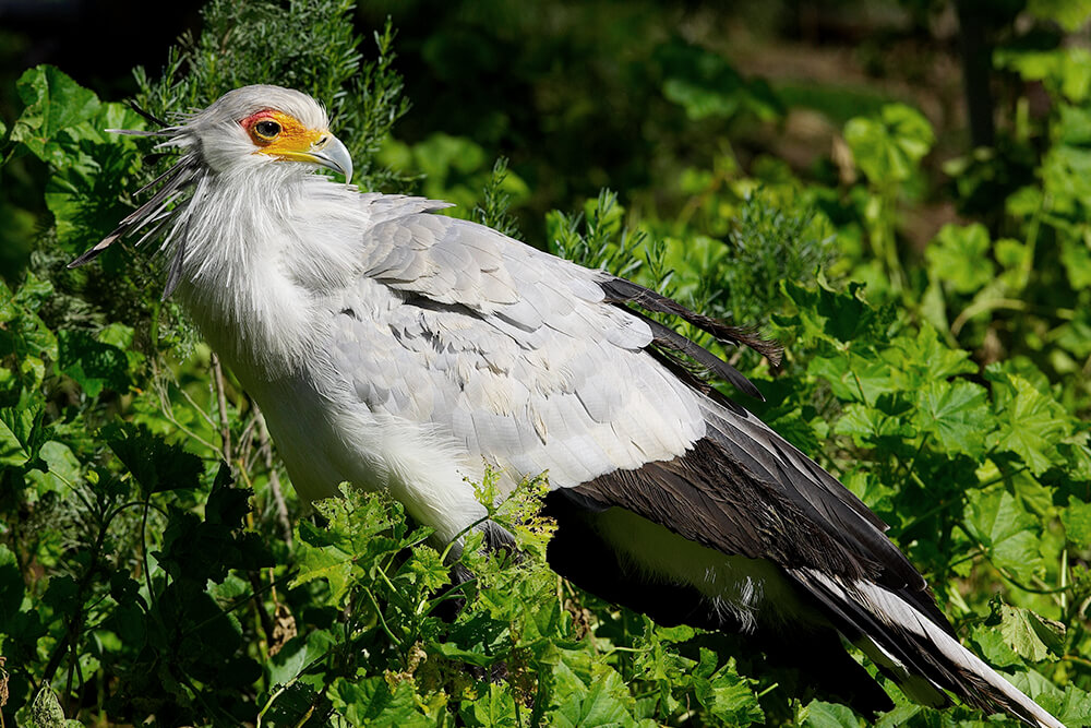 Secretary Bird San Diego Zoo Animals Plants   Secretary Bird 01 