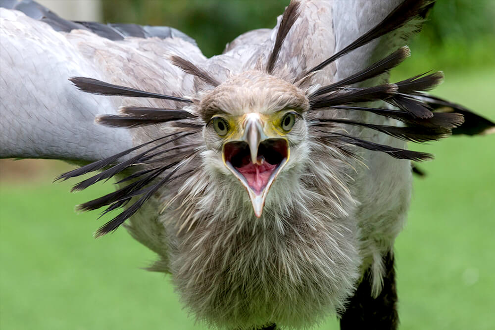 Secretary bird, facts and photos