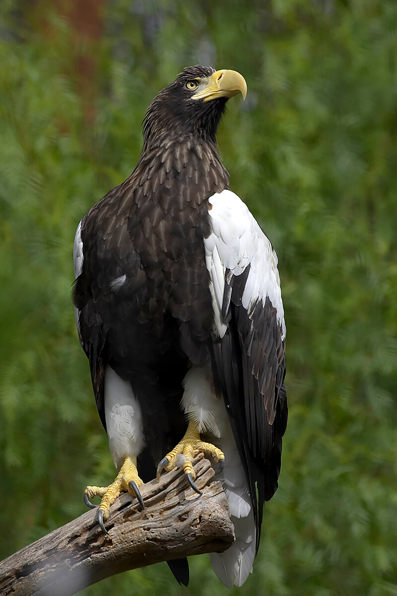 Stellers Sea-eagle | San Diego Zoo Animals & Plants