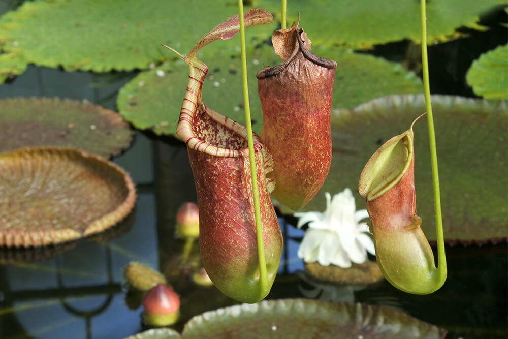 tropical pitcher plant Nepenthes alata