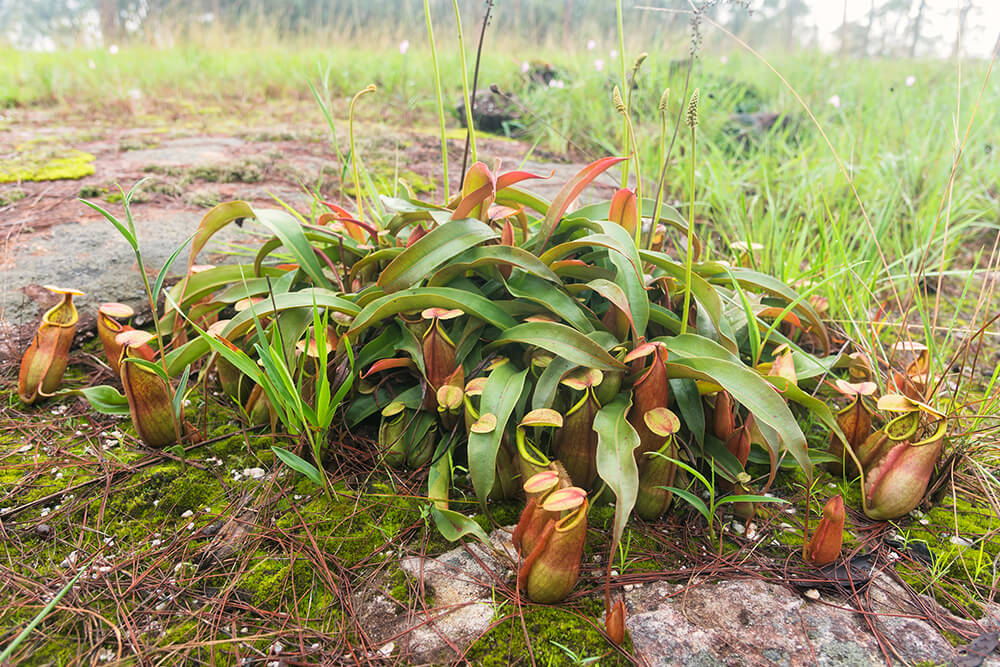 carnivorous plants eating animals