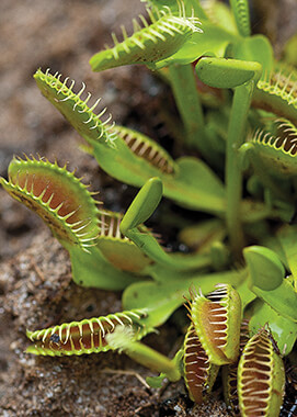 Venus flytrap at the San Diego Zoo Bog Garden