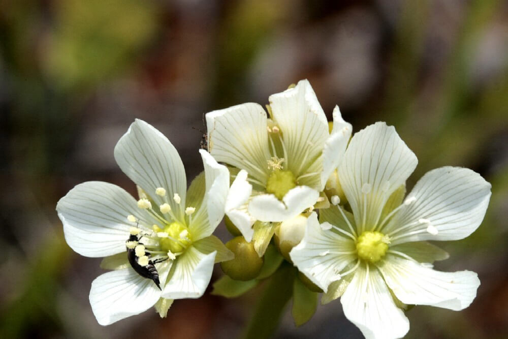 Venus Flytrap  San Diego Zoo Animals & Plants