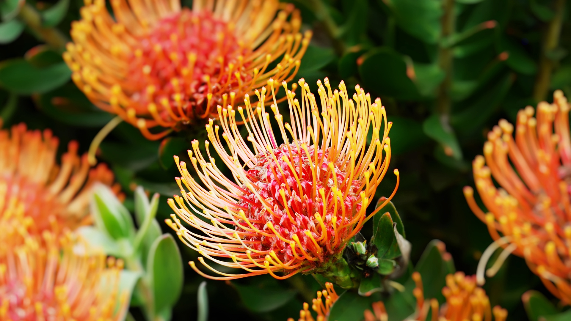 Several African Proteas in bloom.