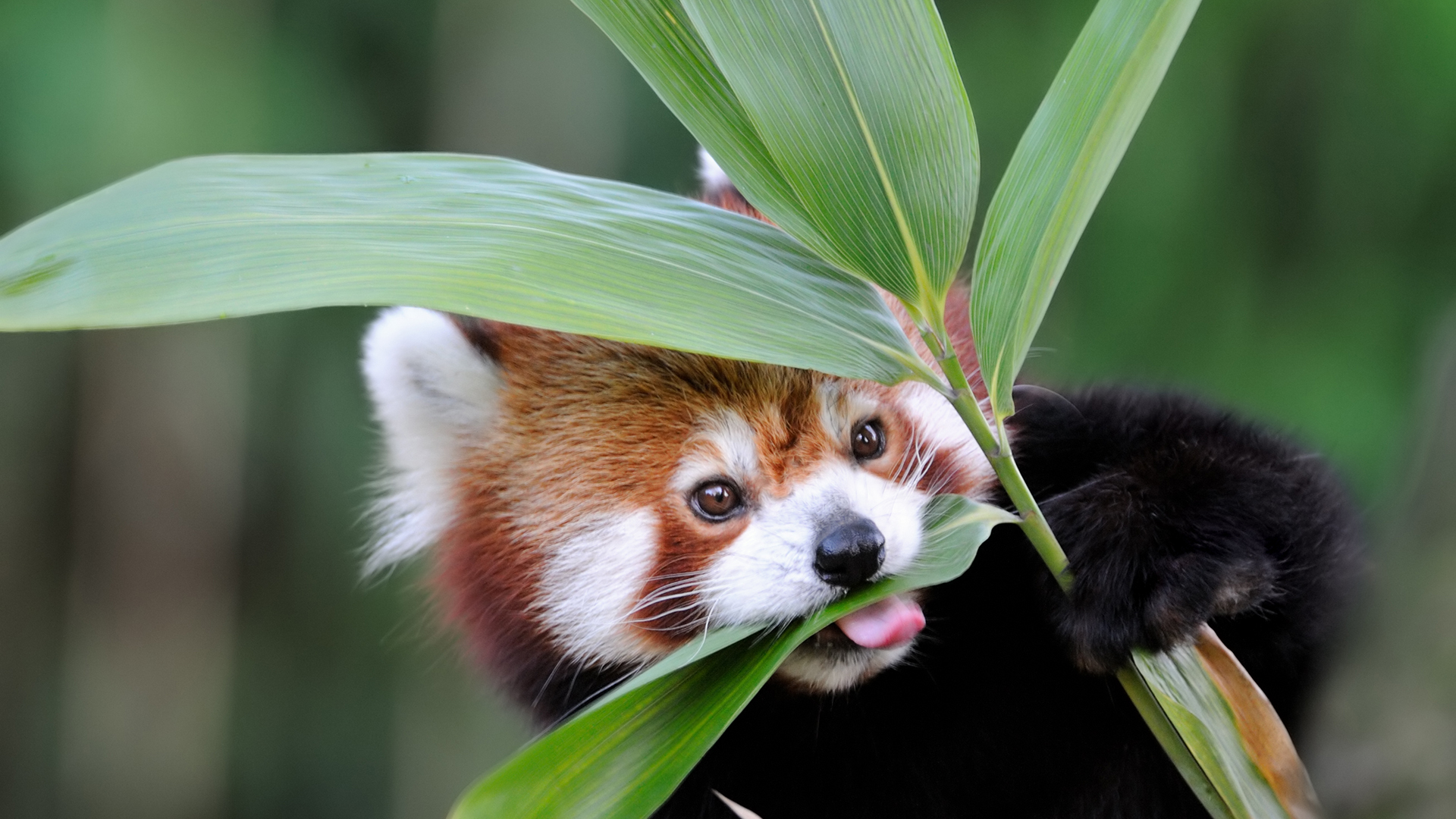 Red Panda Eating Bamboo