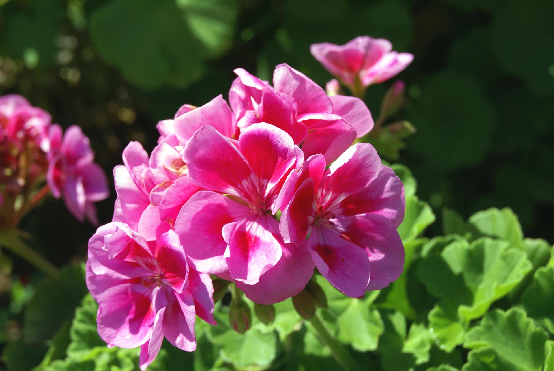 A pink geranium.