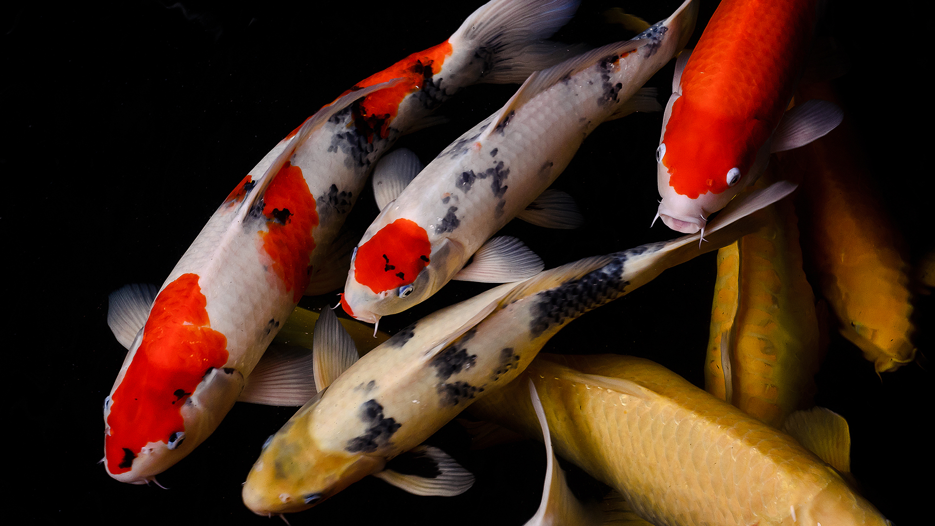 A group of koi fish swimming.