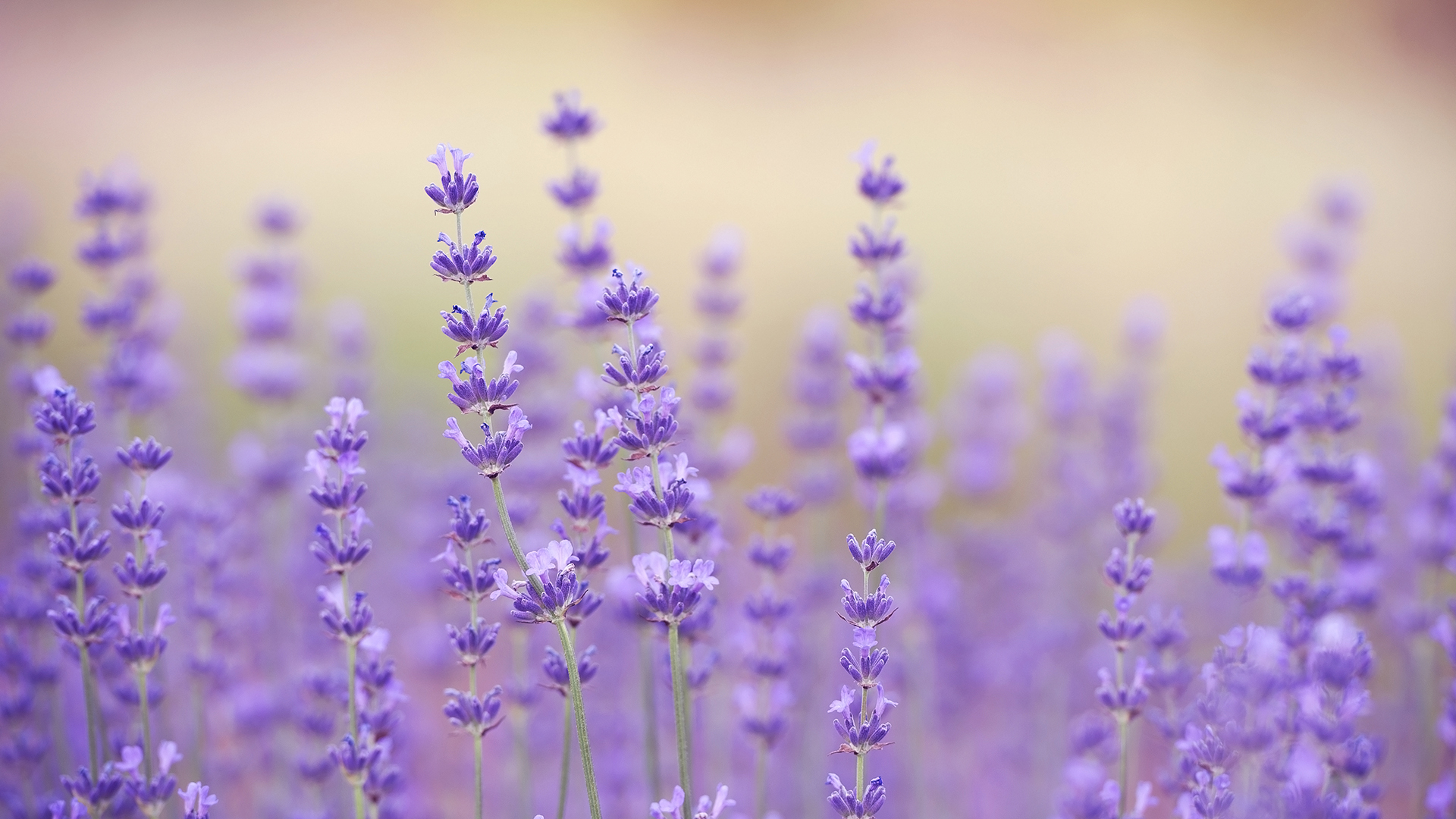 Lavender in a field.