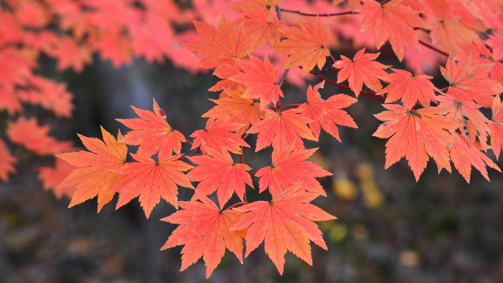 Maple Definition And Meaning With Pictures Picture Dictionary Books