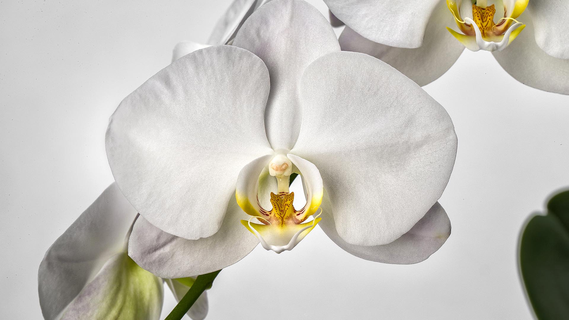 The white flower on an orchid.