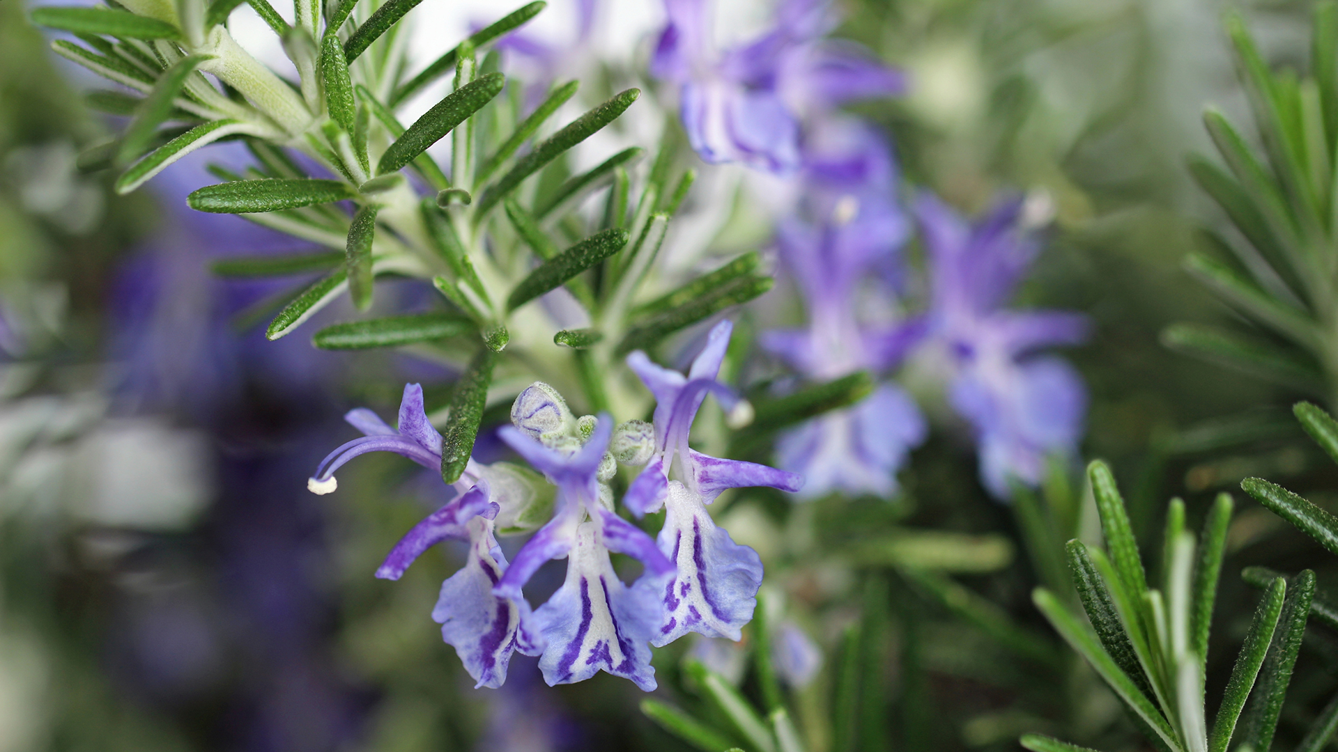 Rosemary with purple flowers showing.