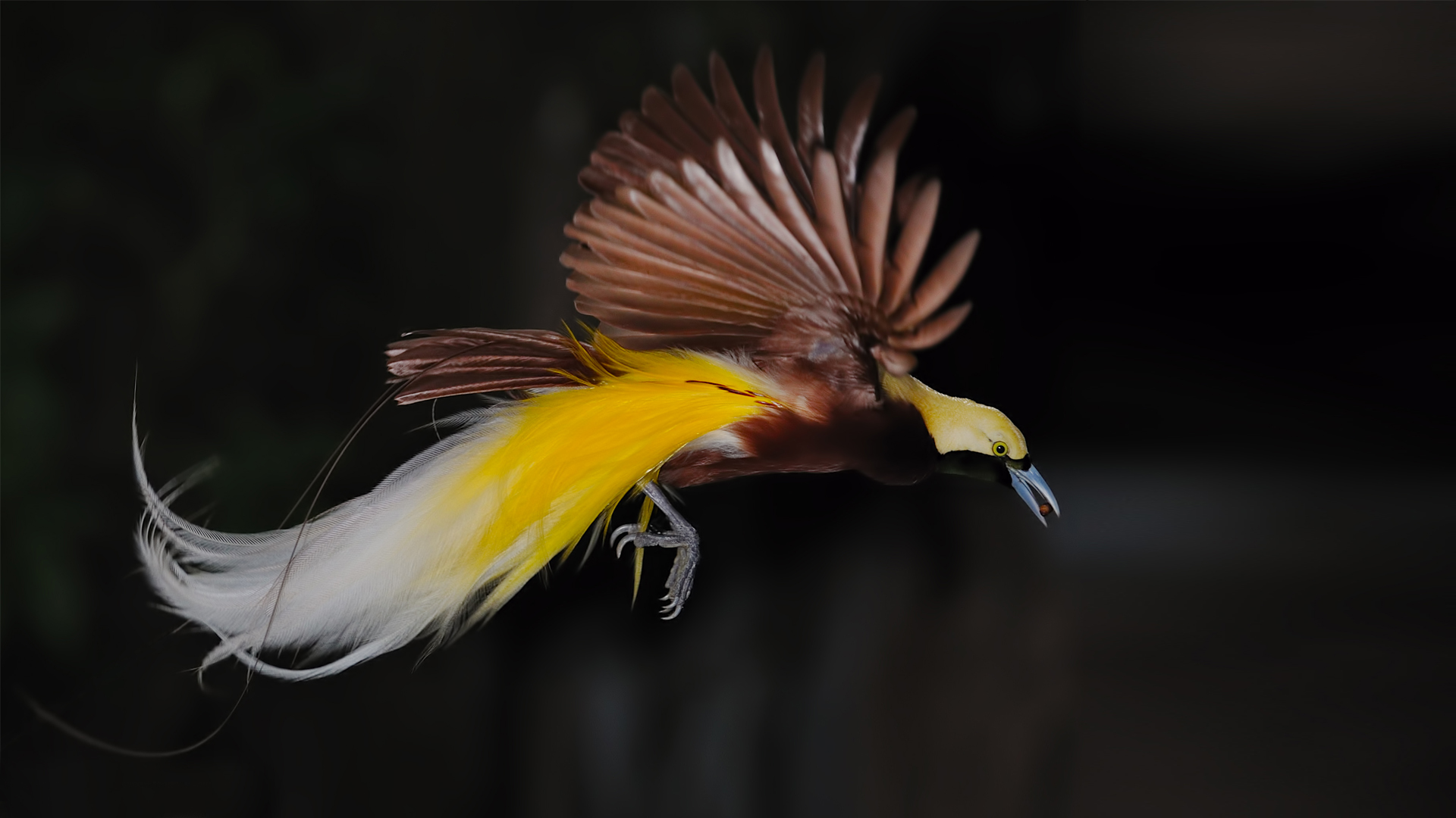 flying bird of paradise animal