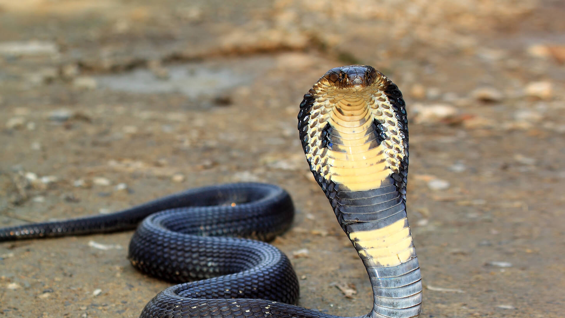 King cobra with head upright on brown dirt ground
