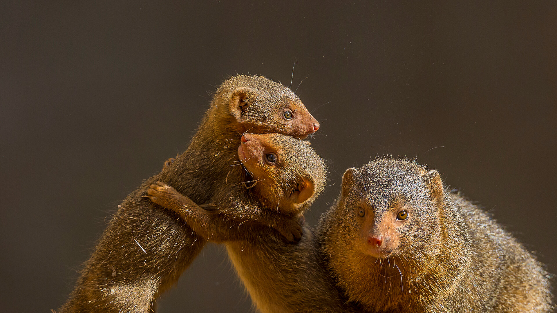 Two young dwarf mongoose hold each other while playing while an adult keeps watch.
