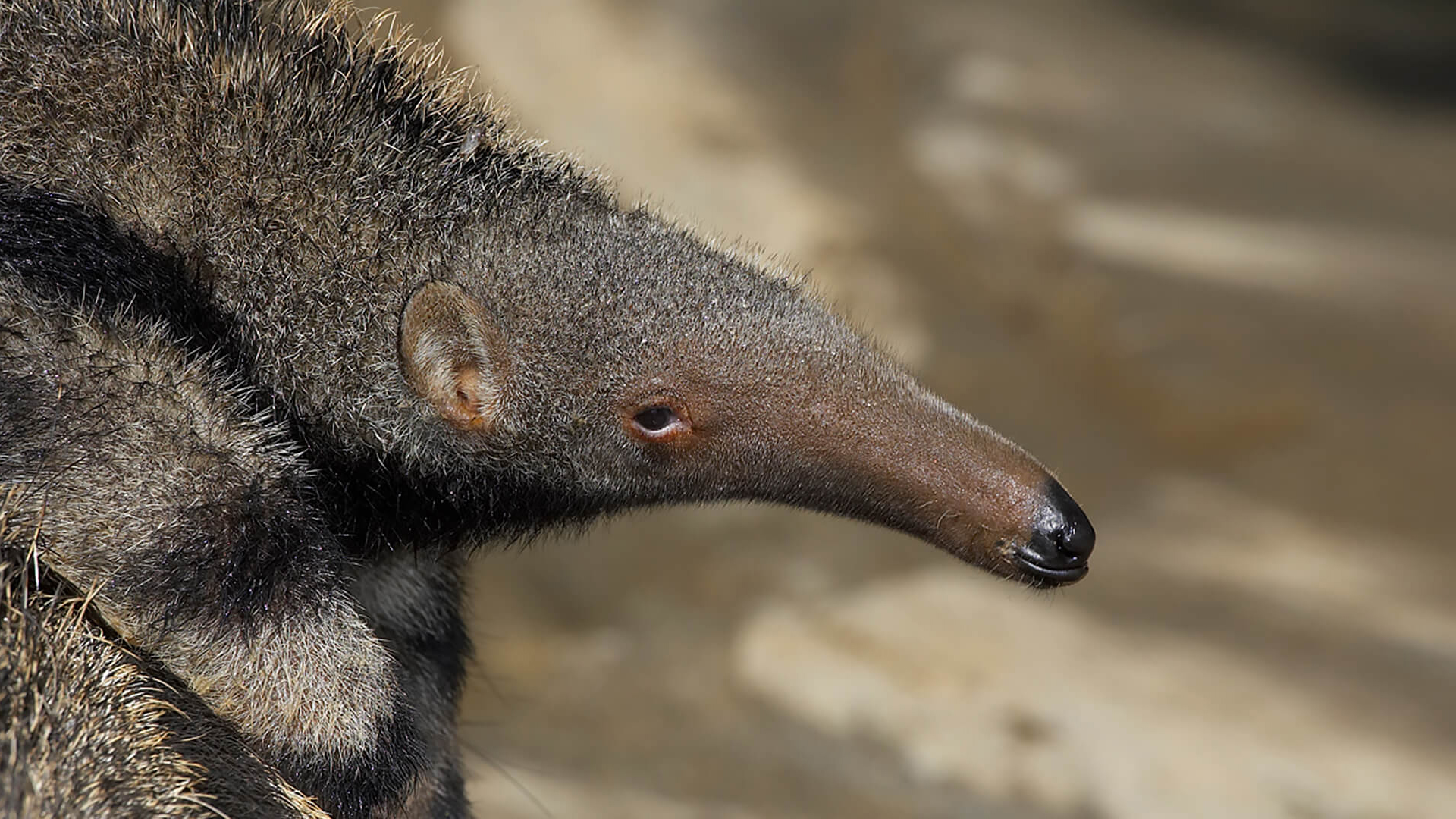 A baby giant anteater rides on its mother's back