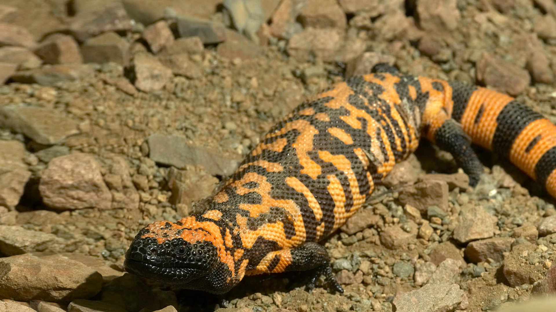 Gila monster crawling along rocky brown dirt