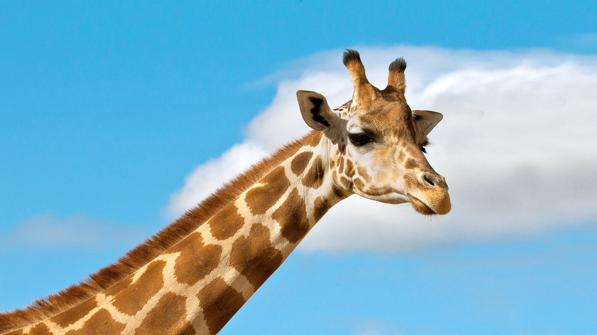 Ugandan giraffe against a blue sky background