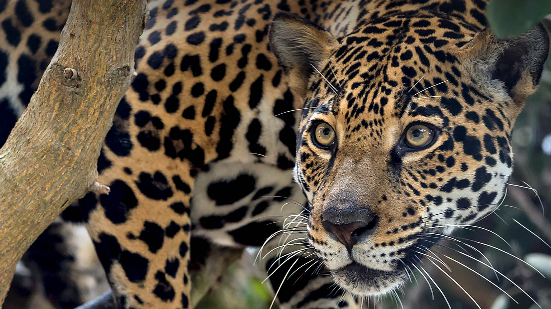 A jaguar peers out from under a tree branch