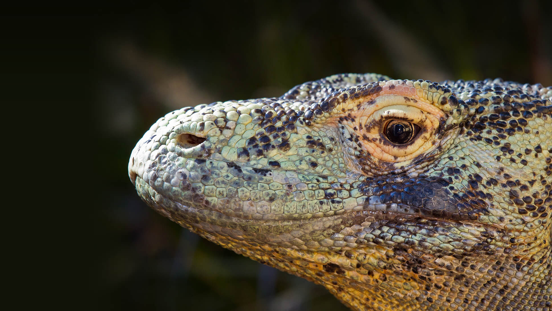 Close up of komodo dragon face