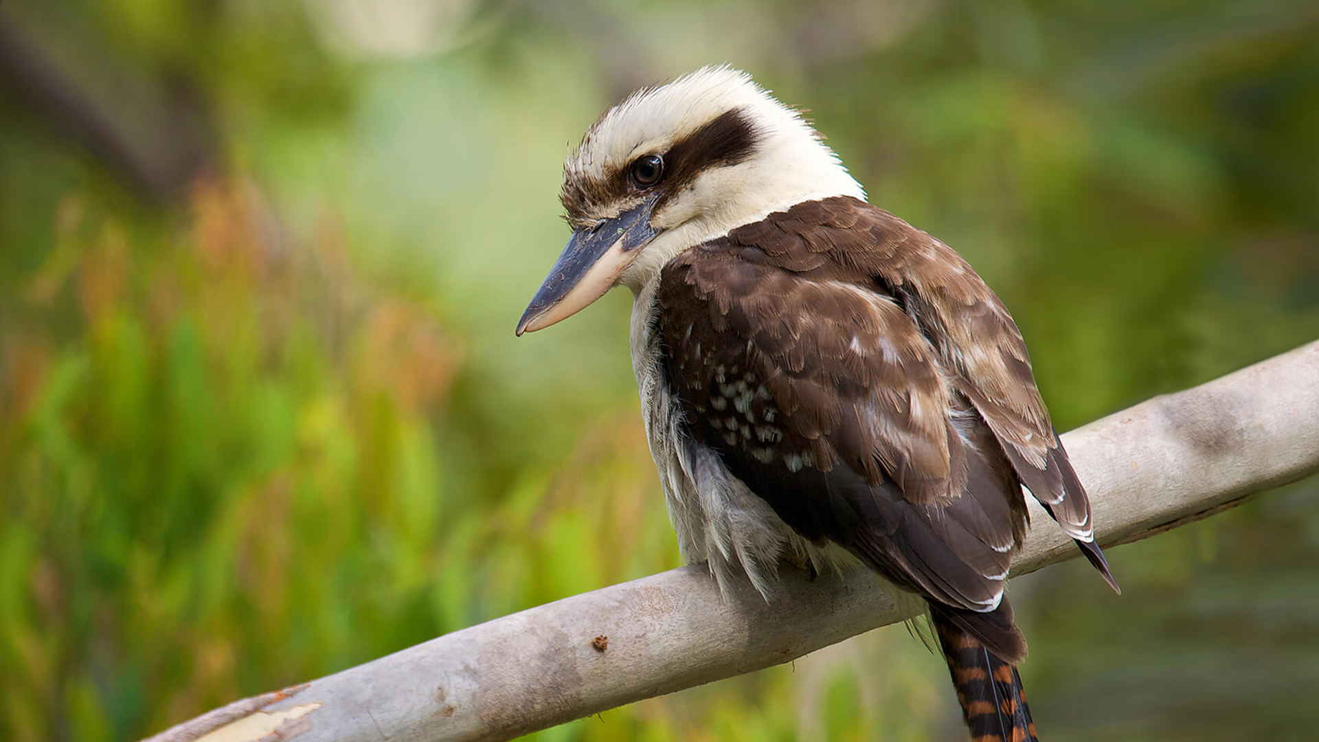 Cheerful Kookaburra Perched on a Lush Green Grassy Meadow, Looking Up with  a Smile Stock Photo - Image of zestful, grassy: 282059858