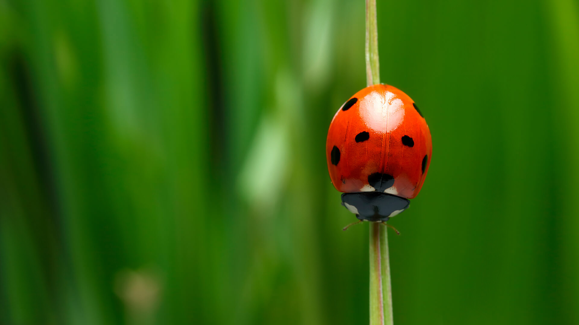 Ladybug crawling down a blade of grass