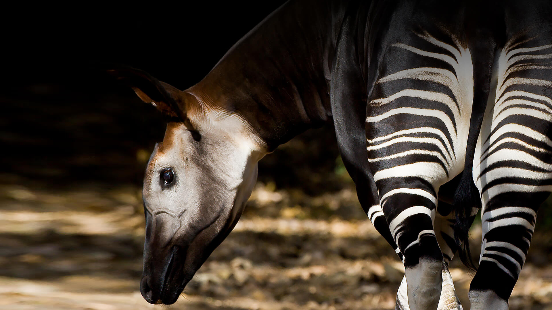 An okapi faces its striped rear toward the camera while holding its head to the left