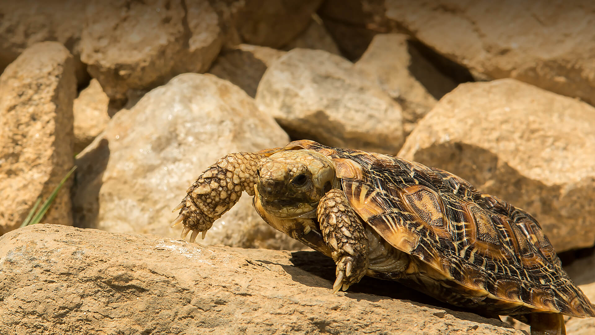 A pancake tortoise was across a dirt covered rock.