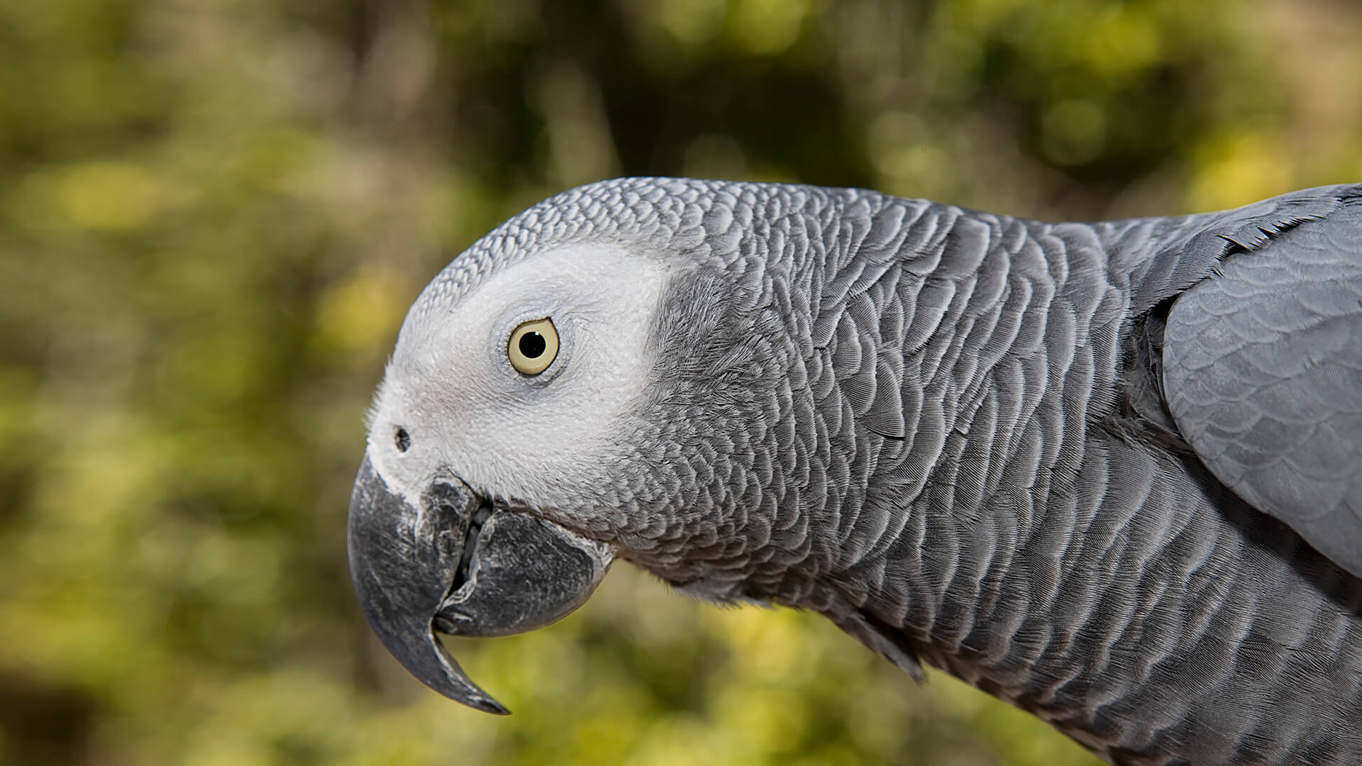 Parrot  San Diego Zoo Animals & Plants