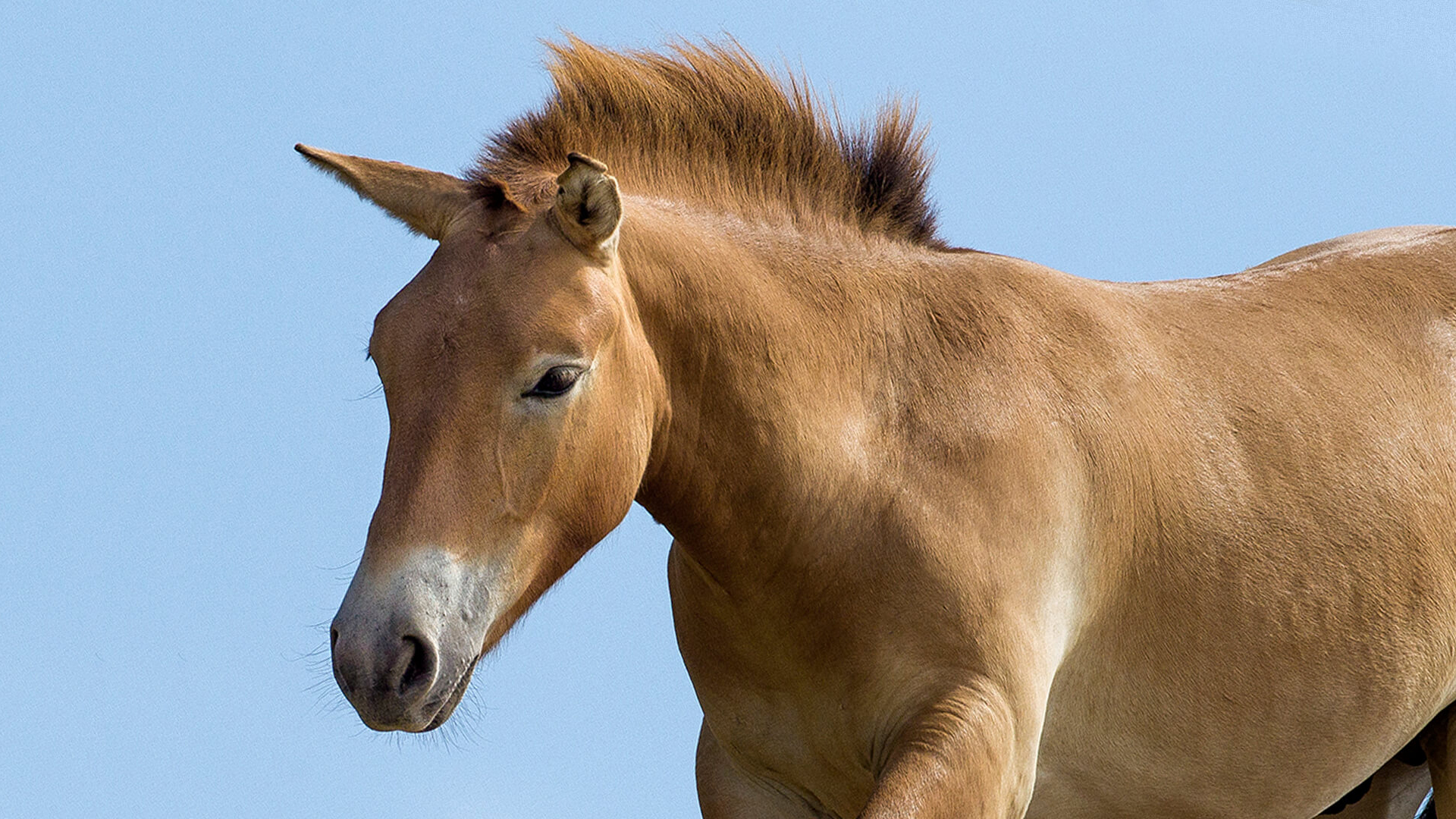 Przewalski's Horse horse against blue sky background