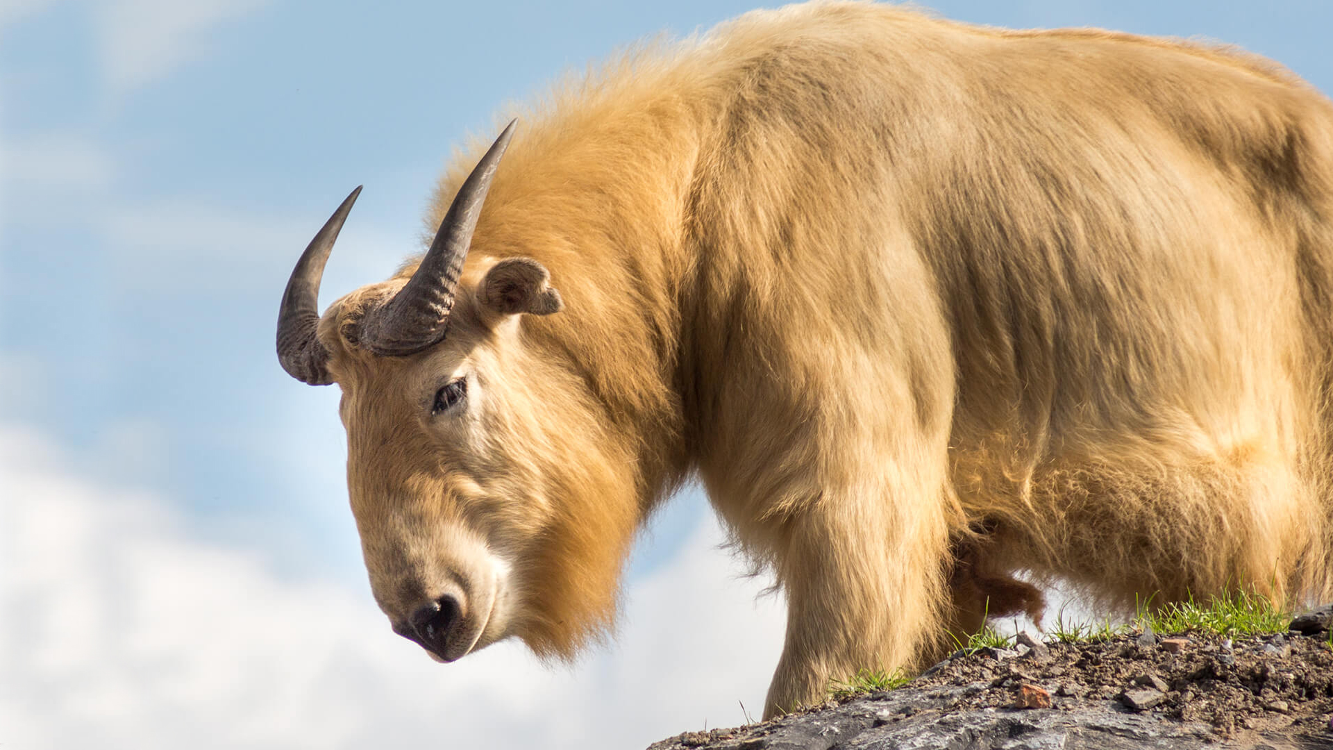 A takin in Bhutan stands on the top of a dirt hill looking down