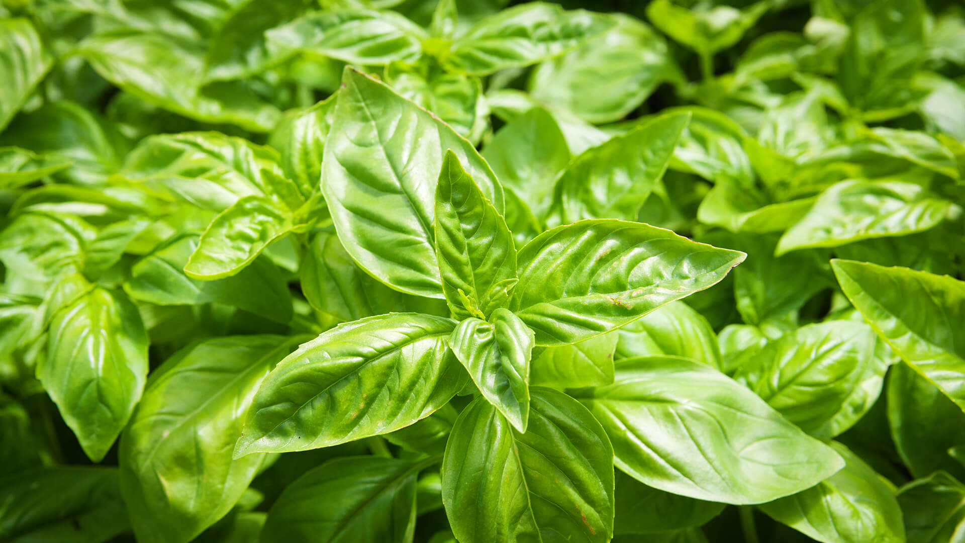 A tight cluster of basil leaves.