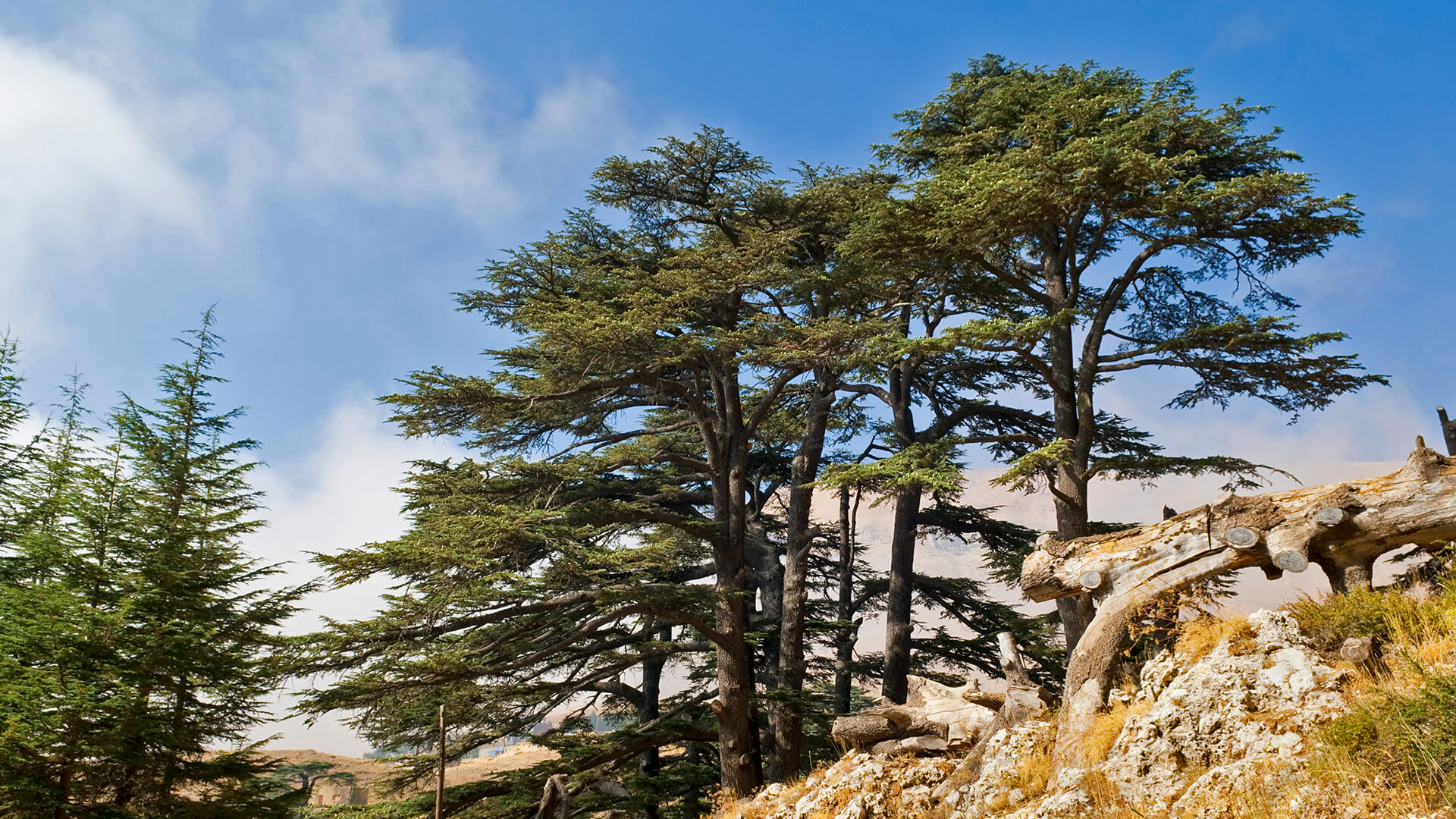 A grouping of cedars on a rocky hillside.
