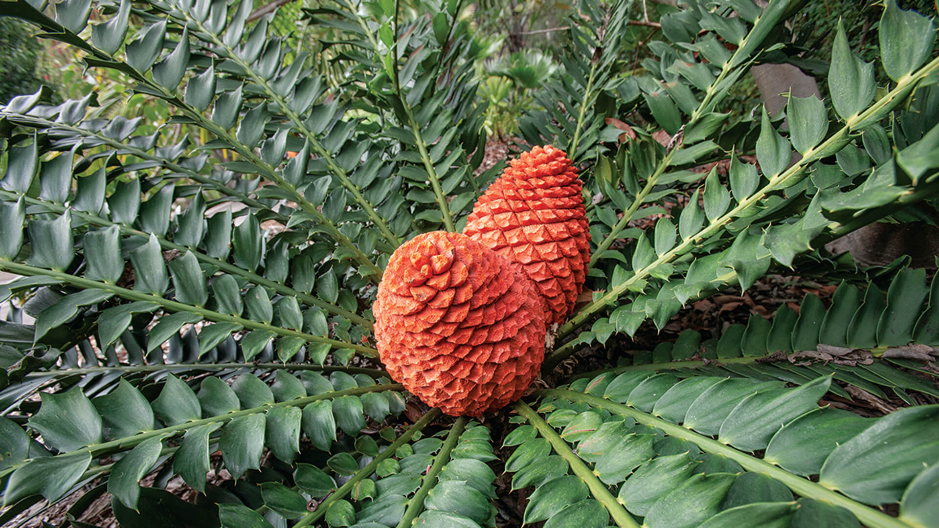 Cycad photo showing two cones.