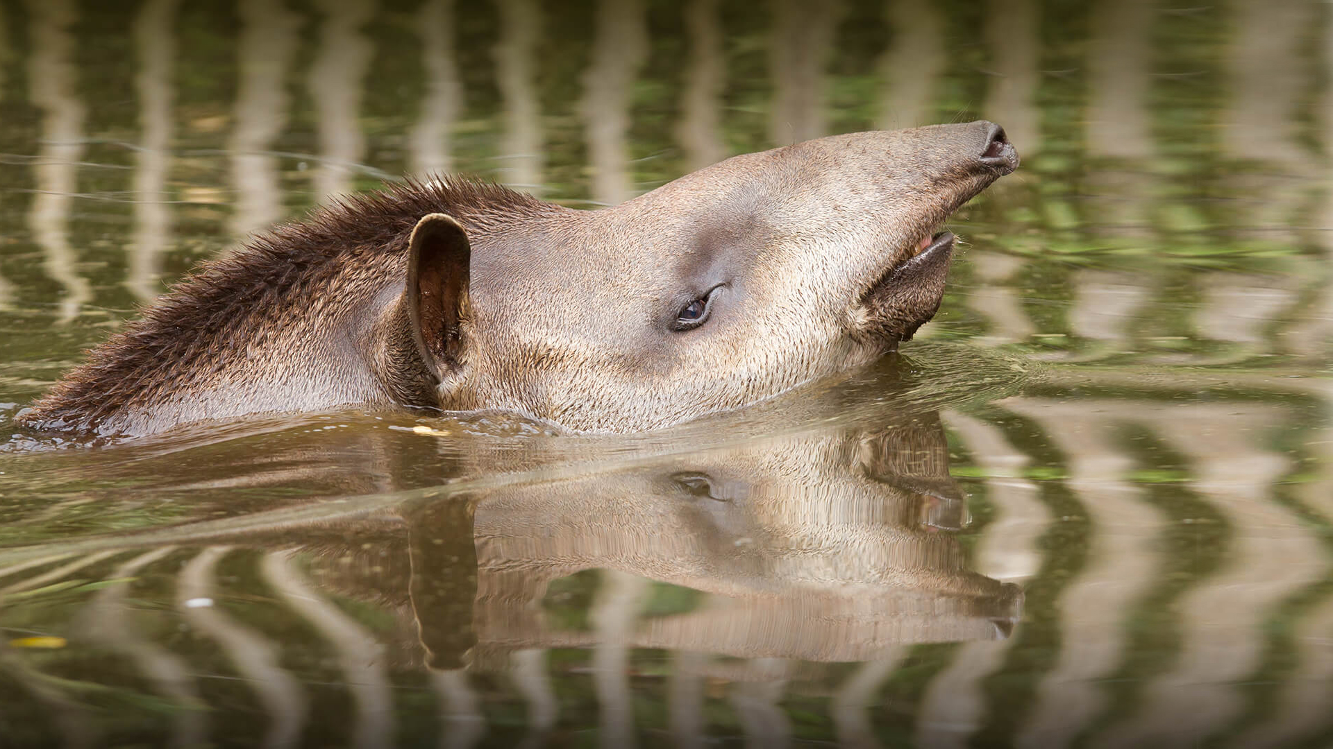 tapir-san-diego-zoo-animals-plants