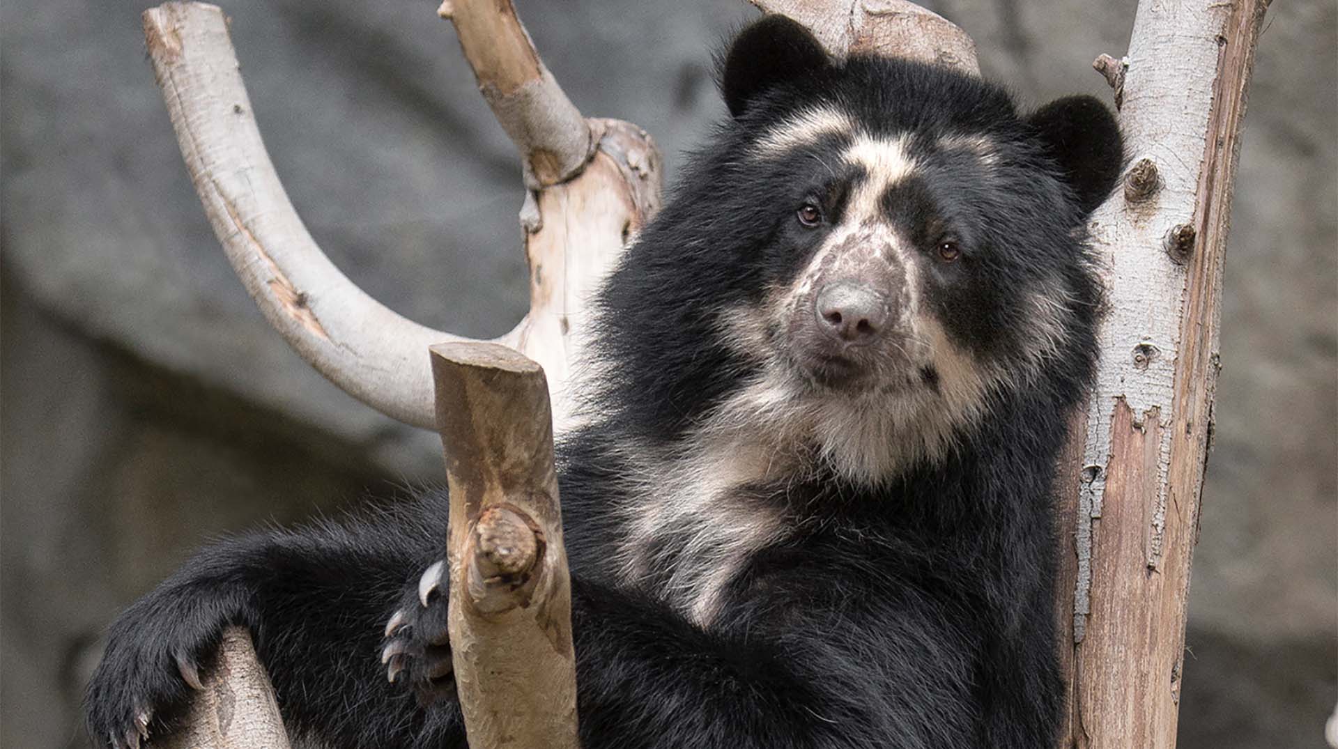 Andean (Spectacled) Bear | San Diego Zoo Animals & Plants